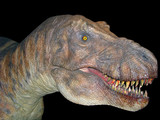 Fototapeta  - T-rex isolated head