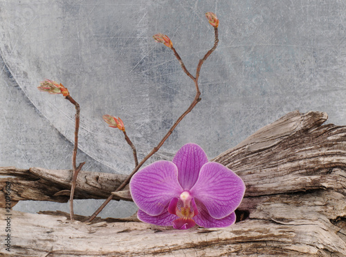 Fototapeta na wymiar Arrangement mit Orchideenblüte