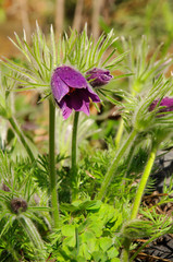 Wall Mural - Kuechenschelle - pasque flower 03