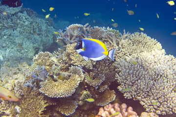  Indian ocean. .Fishes in corals.