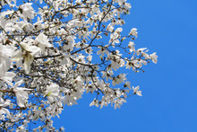 White Magnolia And Blue Sky