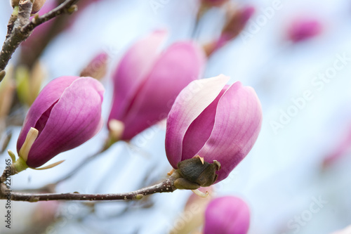 Board z aluminiowym obramowaniem Kwiaty magnolii