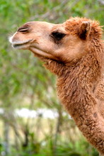 Camel Face - Dromedary