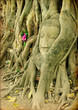 ancient Thailand - buddha face inside old tree