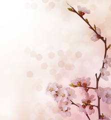 Fotomurales - spring blossoms border
