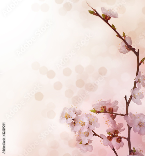 Spring Blossoms border