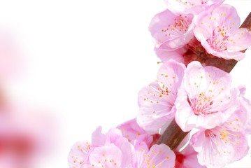 Sticker - Plum flowers