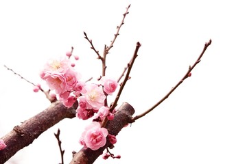 Sticker - plum branch with flowers