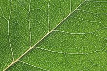 Macro Rose Leaf Texture Background