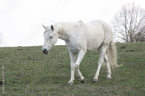 Schimmel Pferd Weiss Kaufen Sie Dieses Foto Und Finden Sie Ahnliche Bilder Auf Adobe Stock Adobe Stock