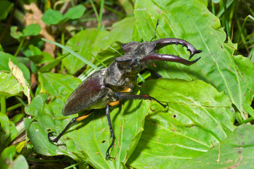 Wall Mural - Male of stag-beetle 8