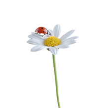 Ladybug On White Flower