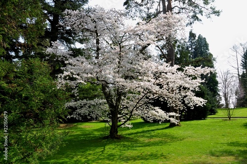 Naklejka na meble Blumeninsel Mainau, Land Baden-Württemberg, Deutschland.