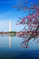 Wall Mural - cherry blossom festival in Washington DC