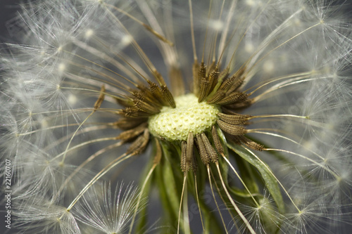 Obraz na płótnie canvas czteroczęściowy "tetraptyk" Zbliżenie dandelion