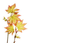 Fresh Young Acer Leaves