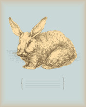 Rabbit- Vintage Drawing -vector