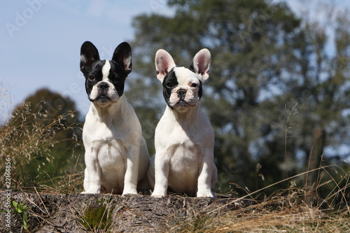 Deux Jeunes Chiens De Race Bouledogue Français Assis Buy