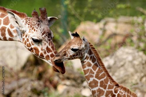 Tapeta ścienna Giraffennachwuchs carlo