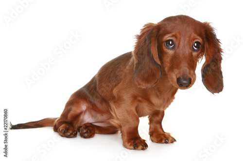 Long Haired Dachshund Dog Buy This Stock Photo And Explore