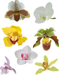 Sticker - set of orchids isolated on white