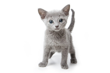 Russian blue kitten on white background