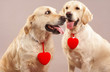 two dogs two hearts