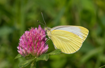 Wall Mural - Yellow butterfly (Pieridae sp.) on a clover