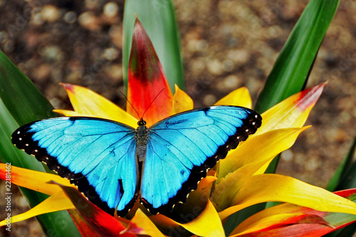 Tapeta ścienna Wspólny morpho