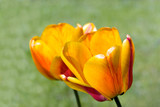 Fototapeta Tulipany - Tulpe - gelb,makro
