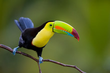 Keel Billed Toucan, From Central America.