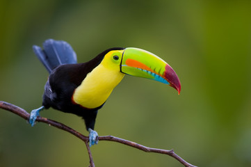 Keel Billed Toucan, from Central America.