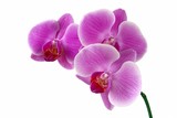Fototapeta Storczyk - lila orchid