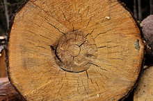Cross Section Of Old Fir Tree Trunk