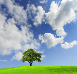 Oak tree in a field