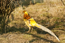 Gorgeous Golden Pheasant