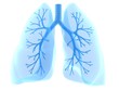 Lungen mit Bronchien