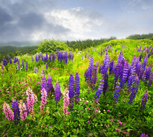 Purple And Pink Garden Lupin Flowers