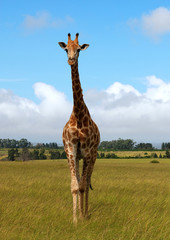 giraffe in savanna