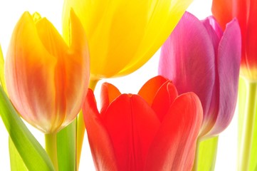 Fototapete - Tulips