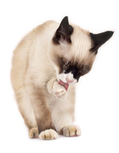 Siamese Cat Cleaning