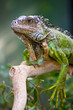 Portrait of an iguana