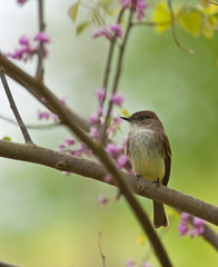 Wall Mural - Eastern Phoebe, Sayornis phoebe