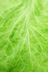 Wall Mural - fresh lettuce closeup