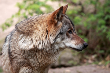  Wolf