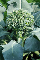 Wall Mural - Growing head of broccoli.