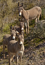 A Small Herd Of Wild Donkeys Or Burros In Arizona