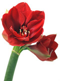 Amaryllis flower