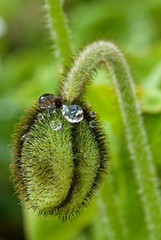 Sticker - Closed Flower with Water Drops