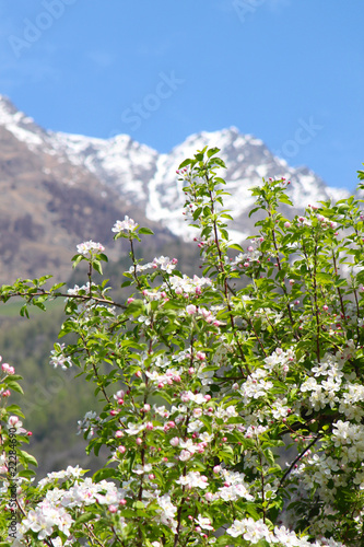 Foto Apfelblüte in Südtirol vor schneebedeckten Bergen